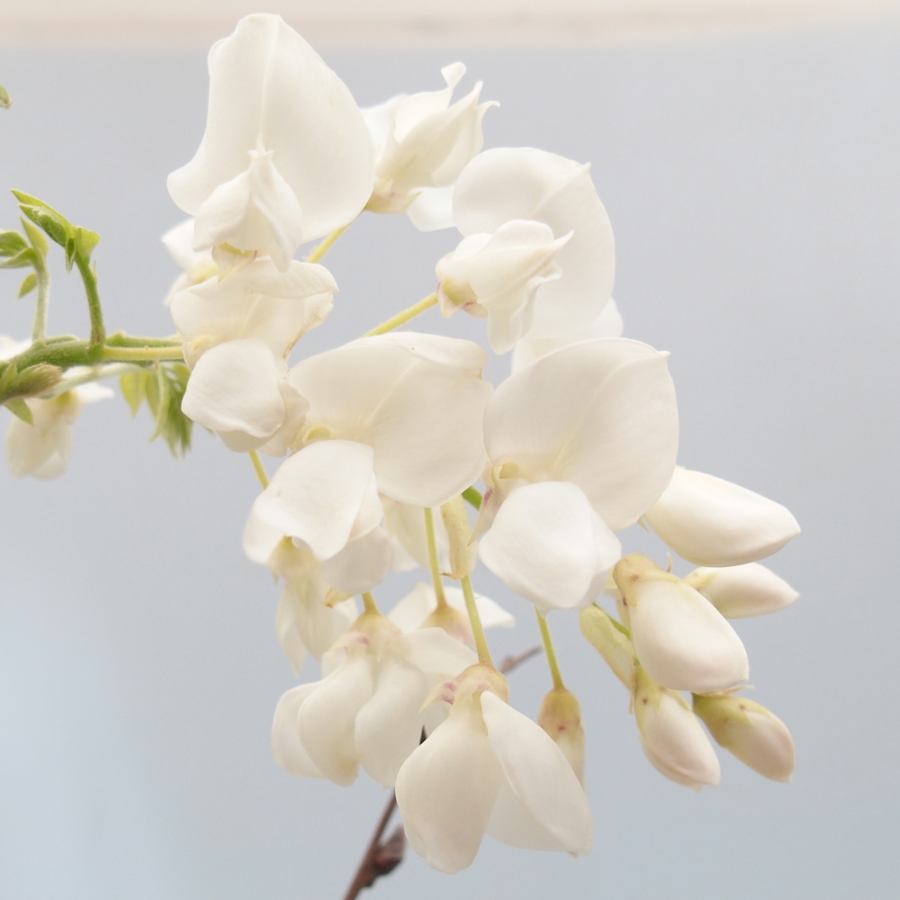 Bonsai für draußen - Vistaria - Glyzinie