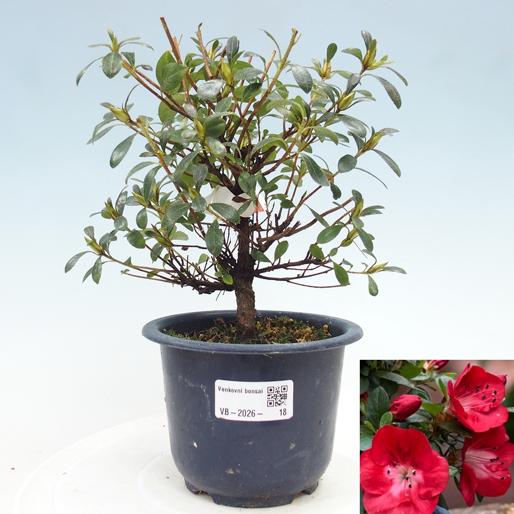 Bonsai für draußen - Japanische Azalee - Azalea Benibeni