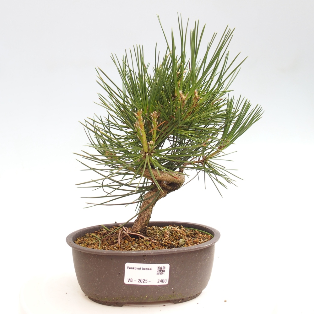 Bonsai im Freien - Pinus thunbergii - Thunbergia-Kiefer