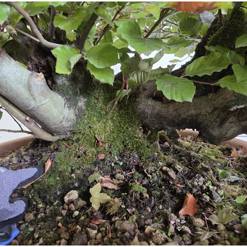Bonsai-Fagus sylvatica im Freien