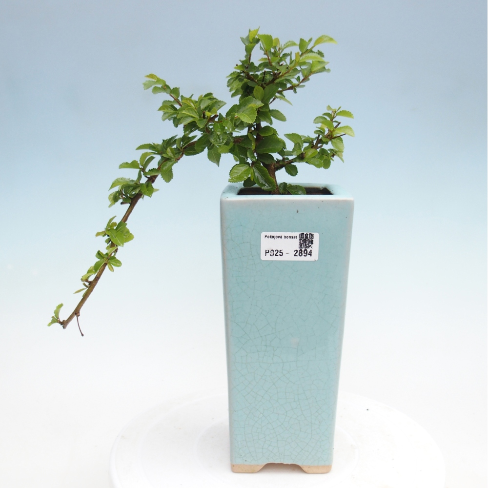 Zimmerbonsai - Grewia occidentalis - Lavendelstern