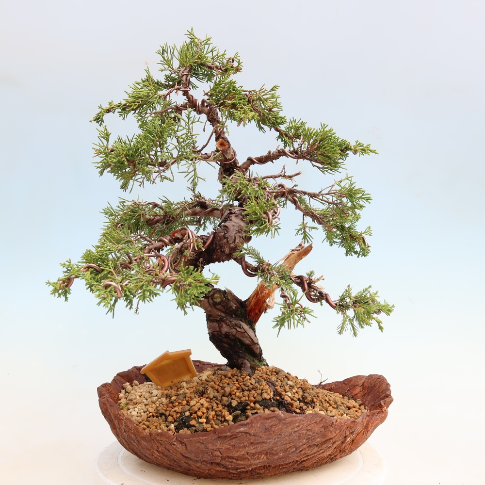 Bonsai für draußen - Juniperus chinensis Itoigawa-Juniperus chinensis