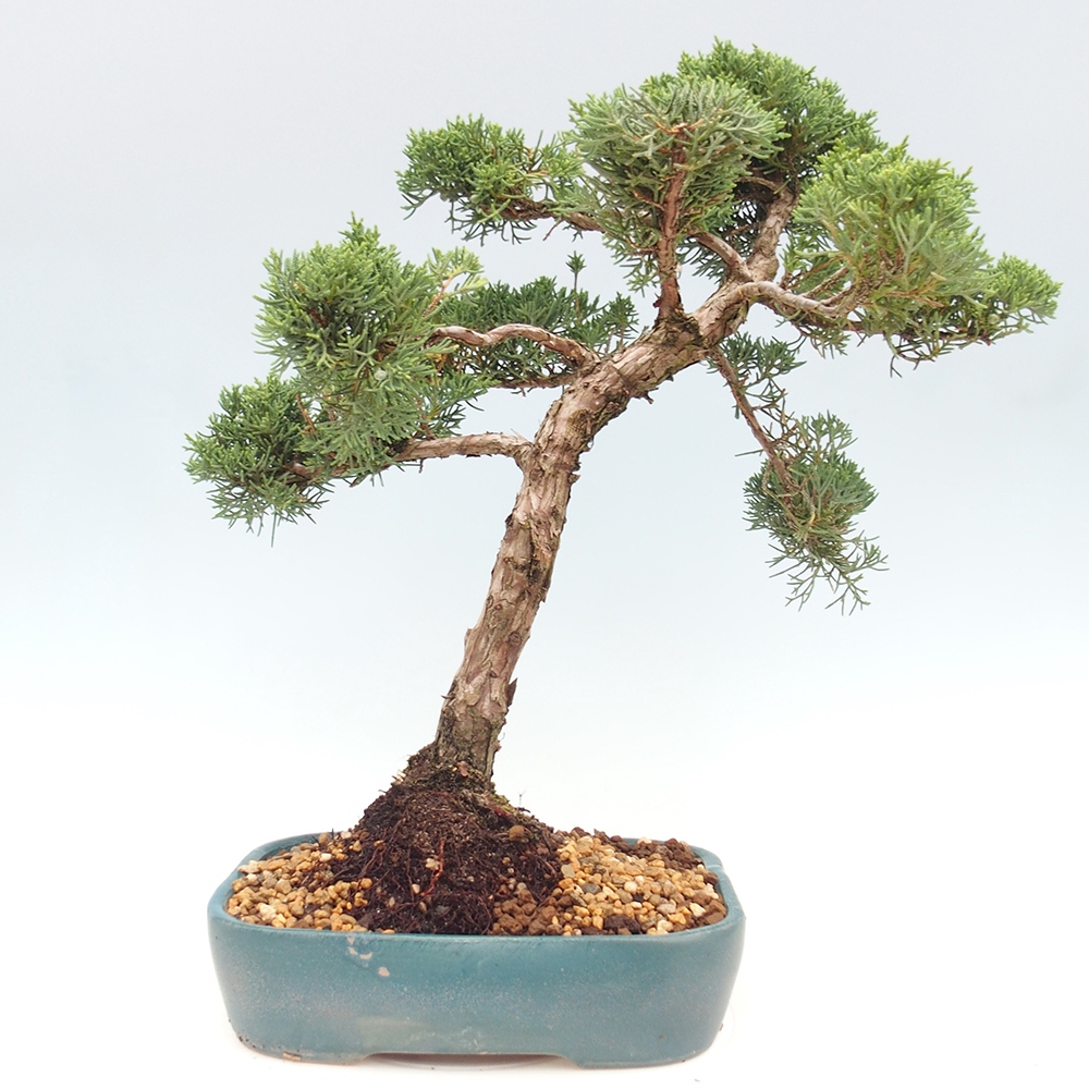 Bonsai im Freien - Juniperus chinensis  - Chinesischer wacholder