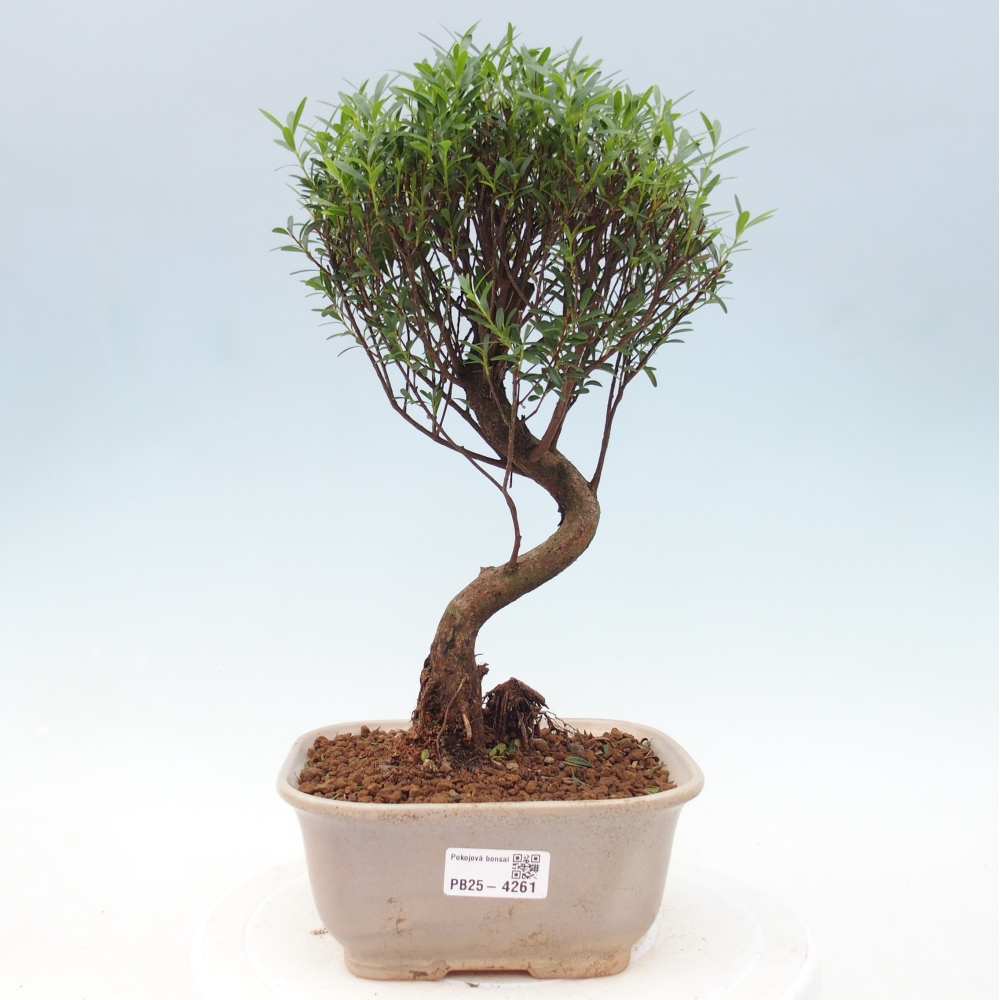 Zimmer Bonsai - Syzygium - Piment