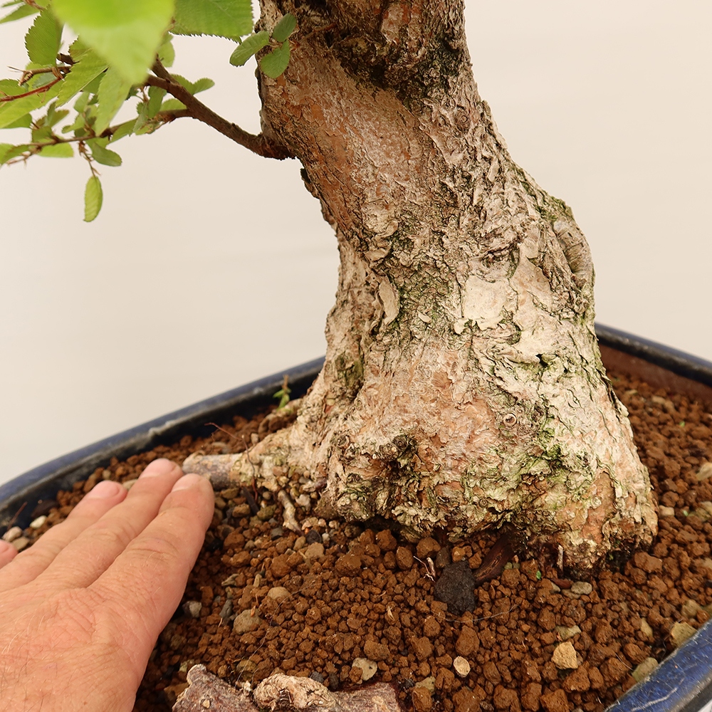 Bonsai im Freien - Carpinus Coreana - Koreanische Hainbuche