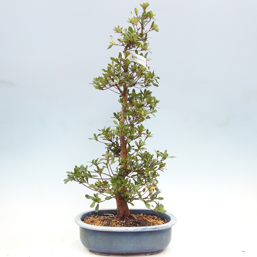 Bonsai für draußen - Japanische Azalee - Azalee Karenai-no-tenshi