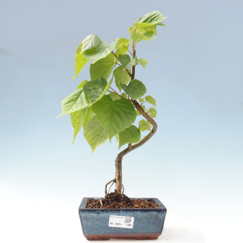 Outdoor-Bonsai - Linden - Tilia cordata