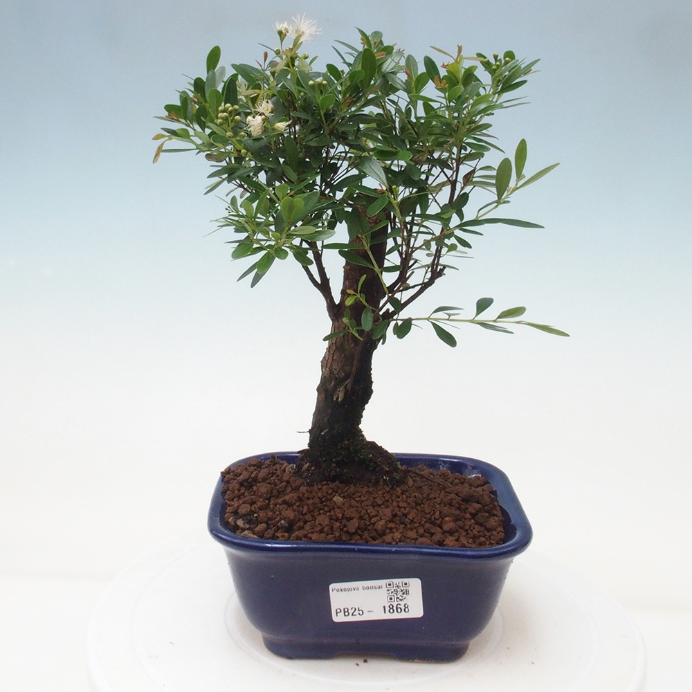 Zimmer Bonsai - Syzygium - Pimentovník