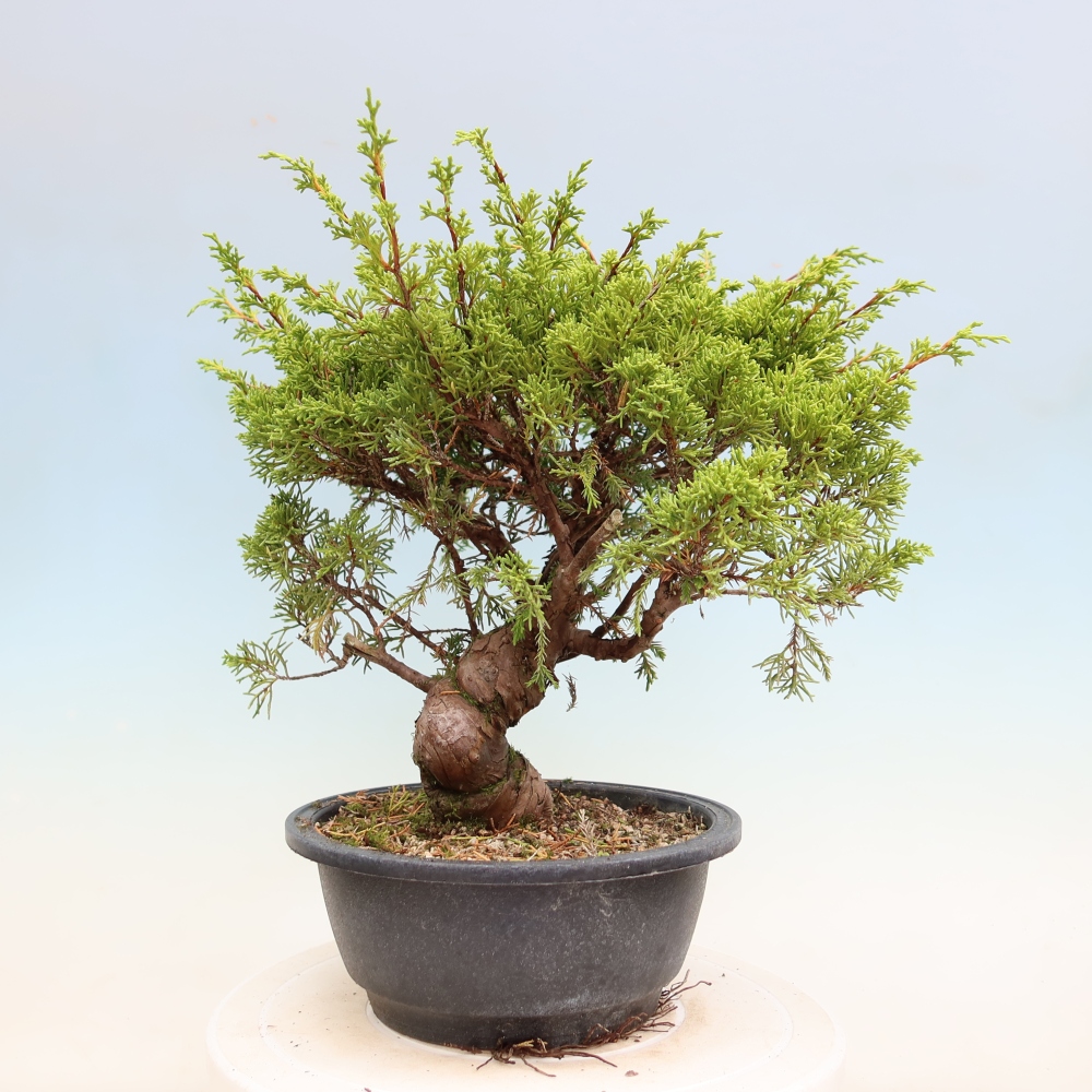 Bonsai für draußen - Juniperus chinensis Itoigawa-Juniperus chinensis