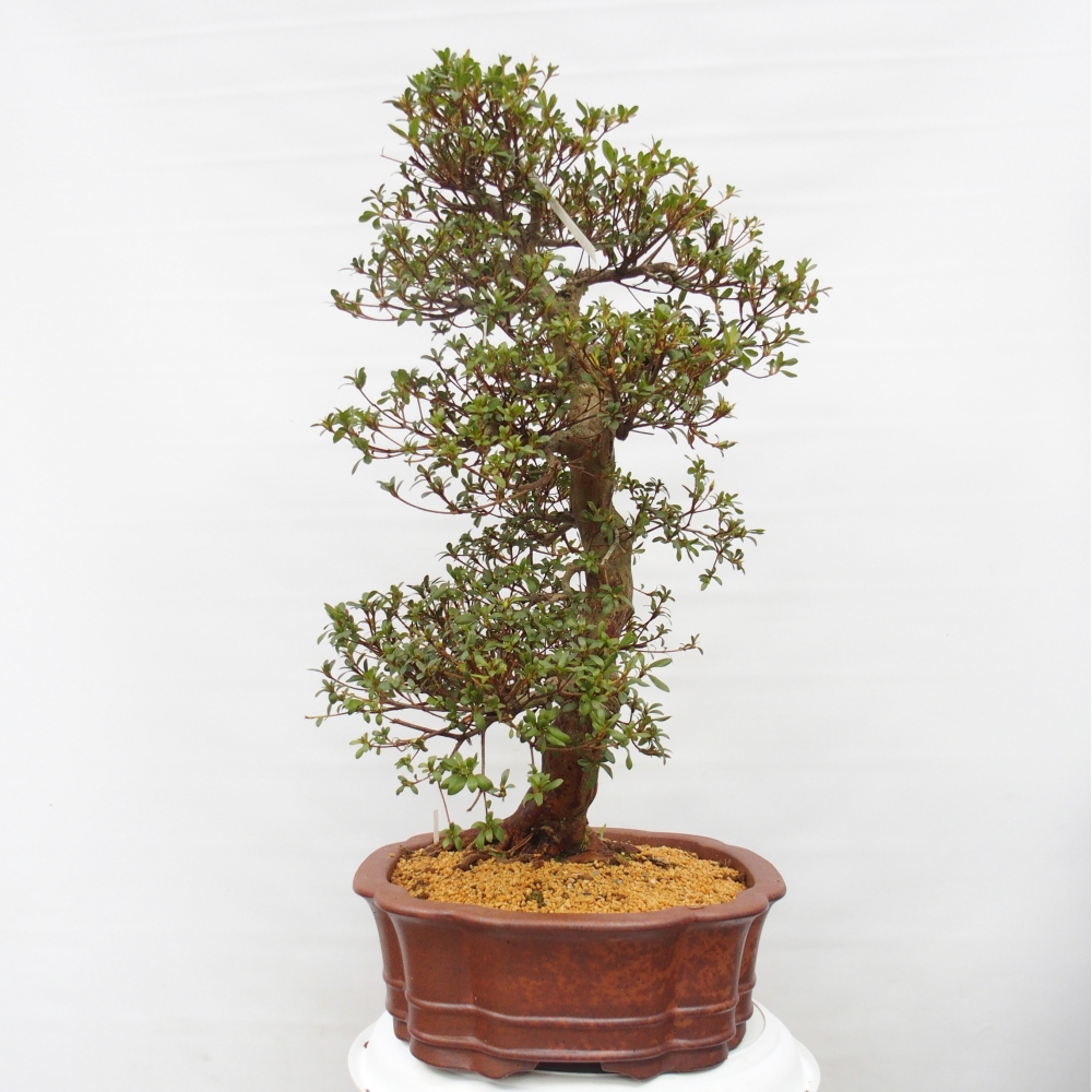 Bonsai für draußen - Japanische Azalee - Azalea Shunen
