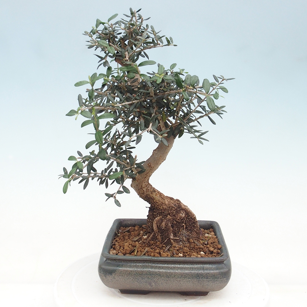 Zimmerbonsai - Olea europaea sylvestris