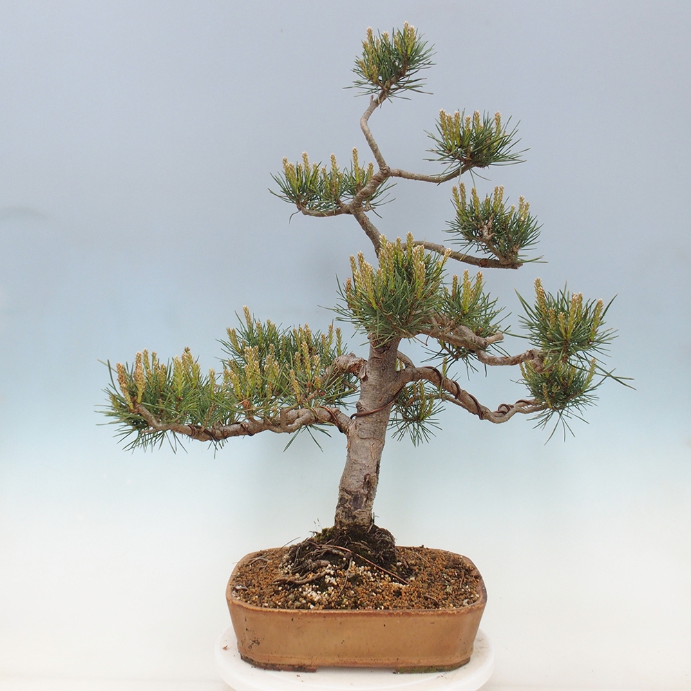 Bonsai im Freien - Pinus Sylvestris - Waldkiefer