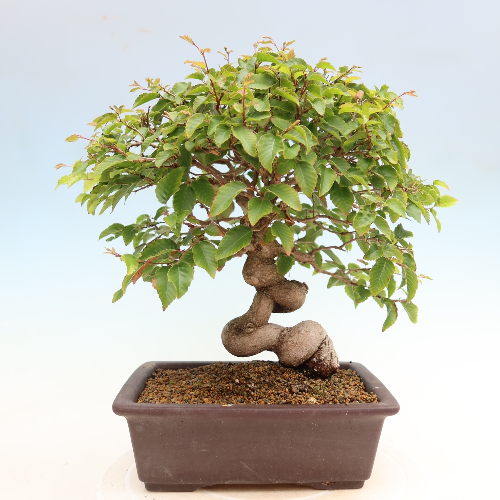 Bonsai für draußen - Karpinus Coreana - Koreanische Hainbuche