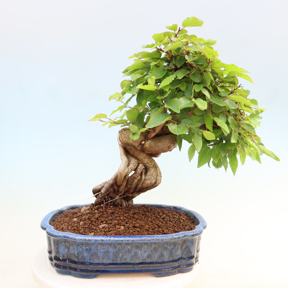 Bonsai für draußen - Karpinus Coreana - Koreanische Hainbuche