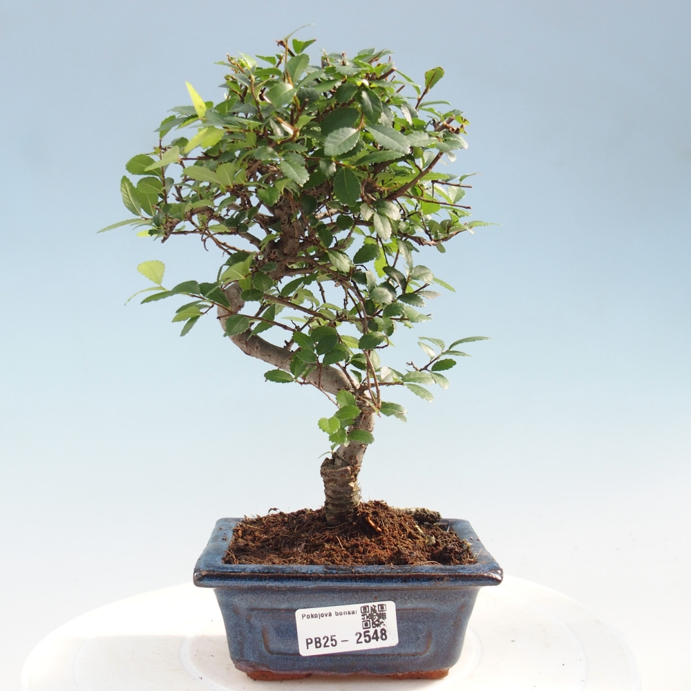 Indoor Bonsai - Ulmus parvifolia - Kleine Blattulme