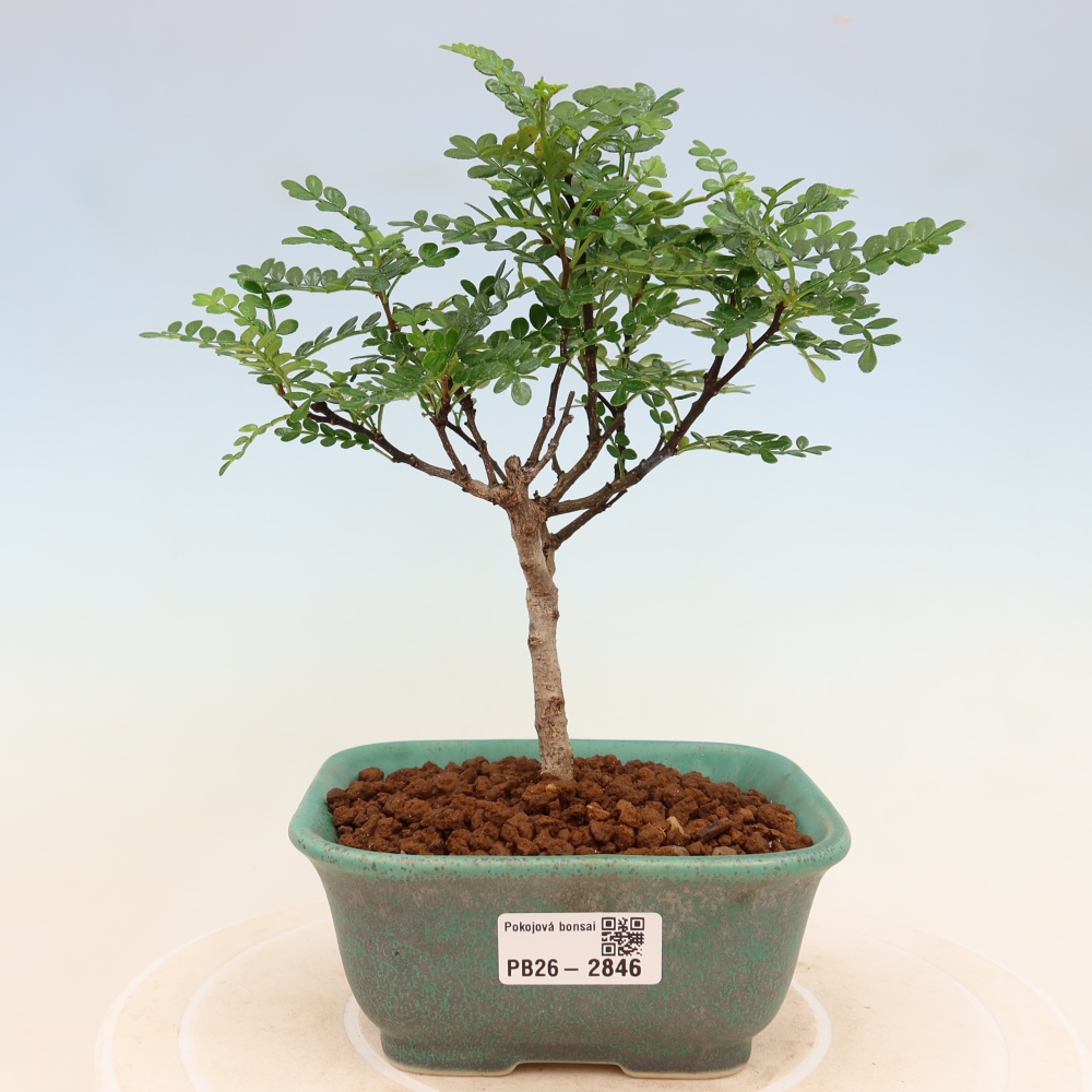 Zimmer Bonsai - Zantoxylum piperitum - Pfefferbaum