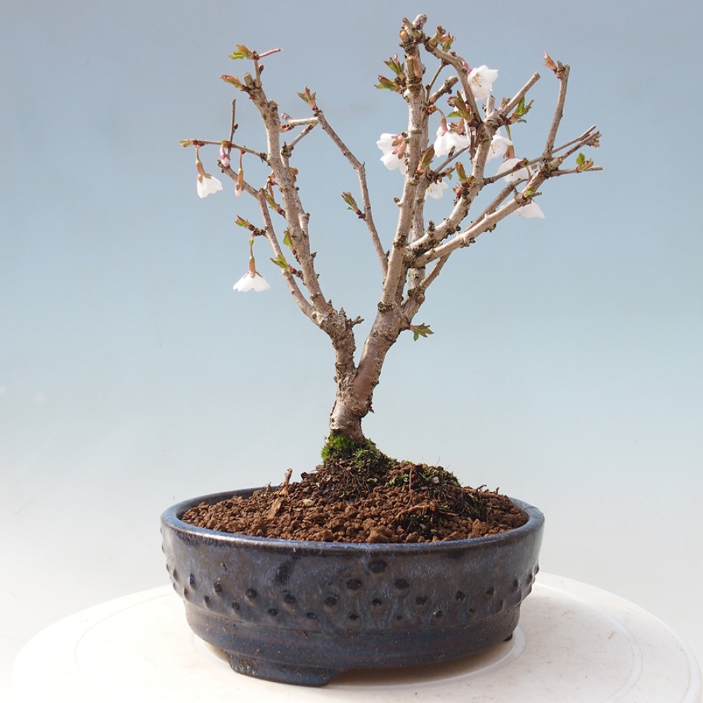 Bonsai im Freien - Prunus incisa Kojou-no mai-Pflaume geschnitten