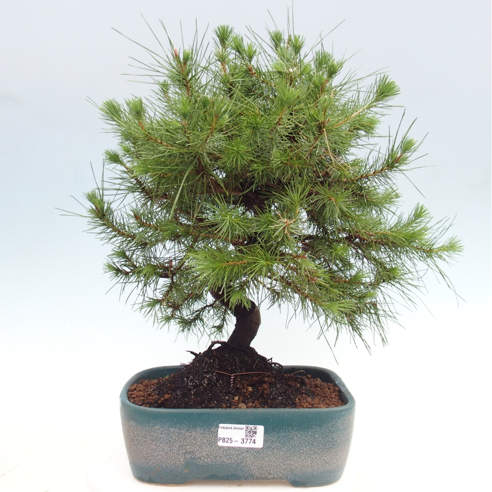 Zimmer Bonsai-Pinus halepensis-Kiefer von Aleppo