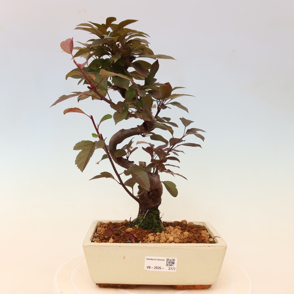 Outdoor-Bonsai -Malus domestica - Kleinfrüchtiger rotblättriger Apfelbaum