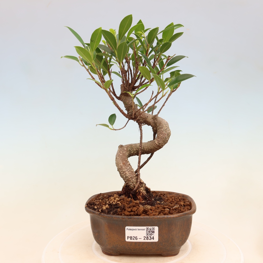 Zimmerbonsai - Ficus kimmen - Kleinblättriger Ficus
