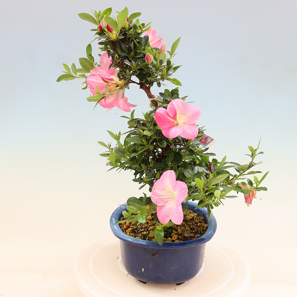 Bonsai für draußen - Japanische Azalee - Azalee Santoka