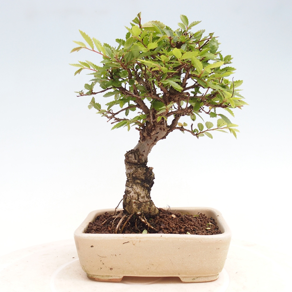 Bonsai im Freien - Zelkova - Zelkova NIRE