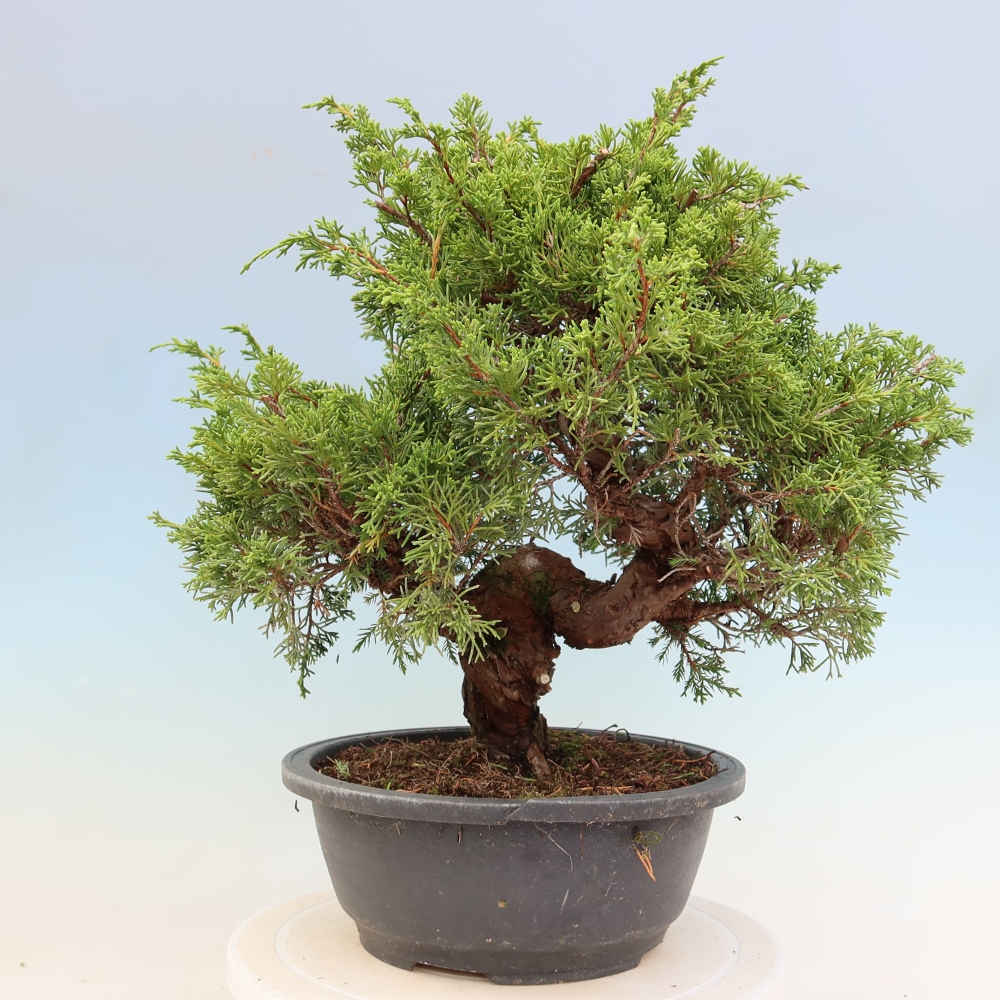 Bonsai für draußen - Juniperus chinensis Itoigawa-Juniperus chinensis