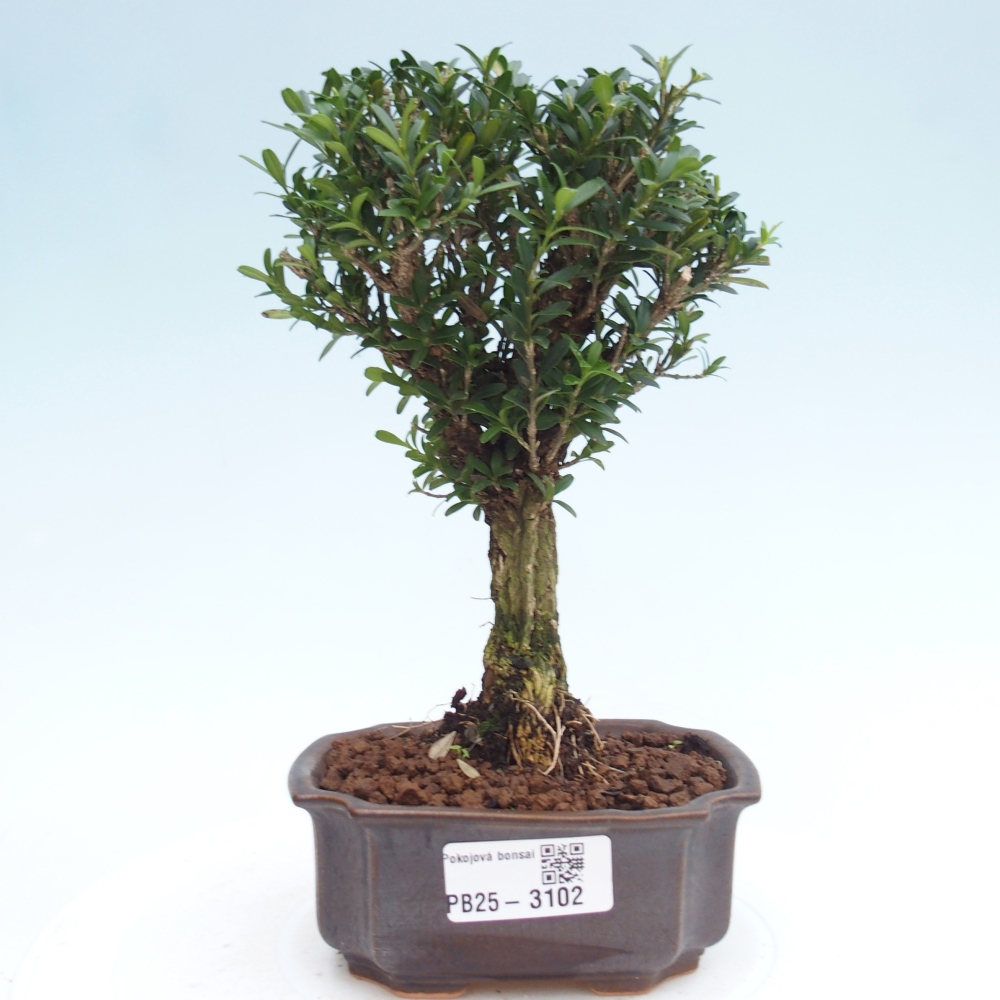 Zimmer Bonsai - Buxus harlandii - Kork Buchsbaum