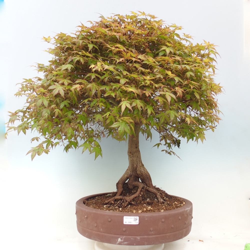 Spitzahorn - Acer palmatum Beni Tsukasa