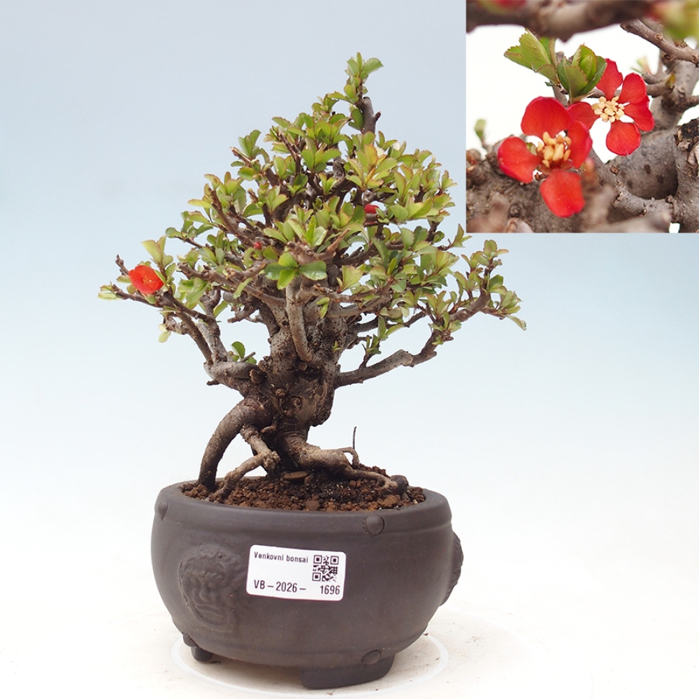 Bonsai für draußen - Chaneomeles speciosa - Quitte