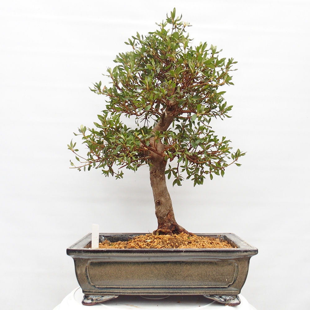 Bonsai für draußen - Japanische Azalee - Azalee CHIHIRO