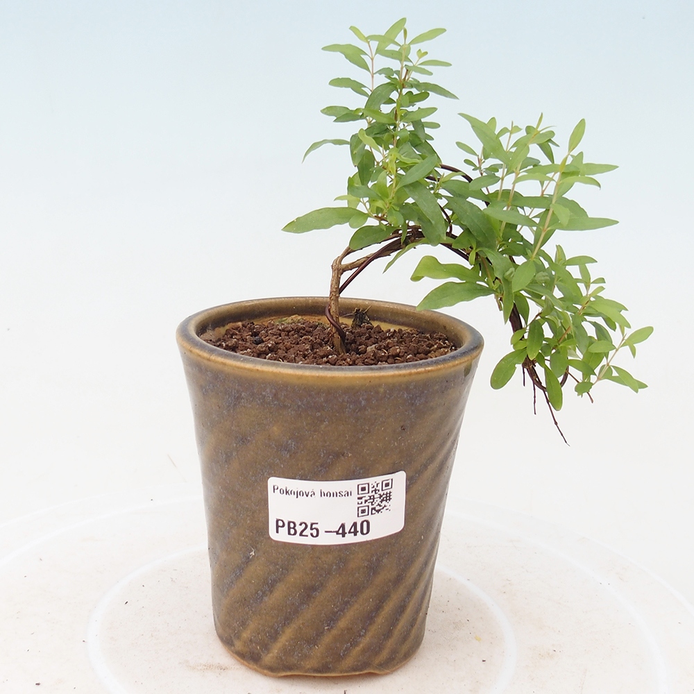 Zimmer Bonsai-PUNICA Granatum -Granatapfel