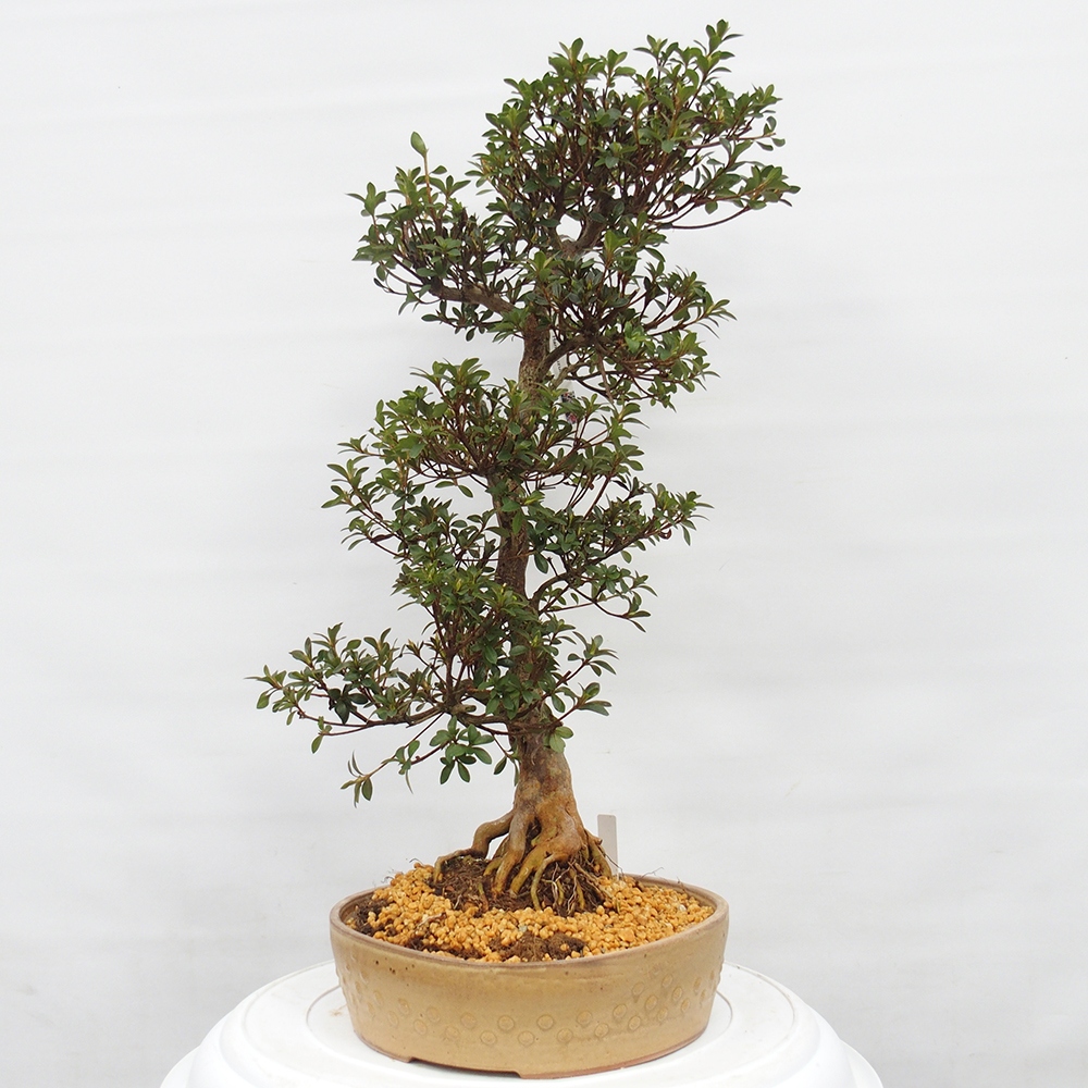 Bonsai für draußen - Japanische Azalee - Azalee Hanatsuzuri