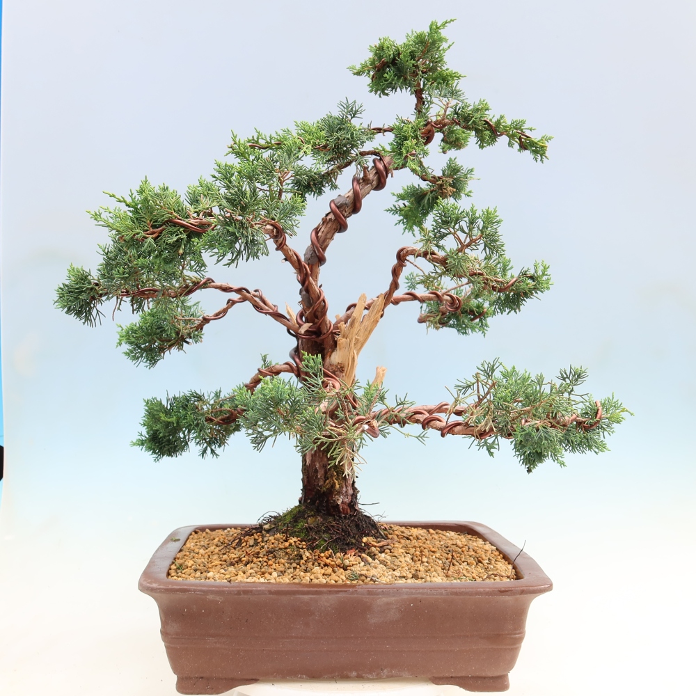 Bonsai für draußen - Juniperus chinensis Kishu