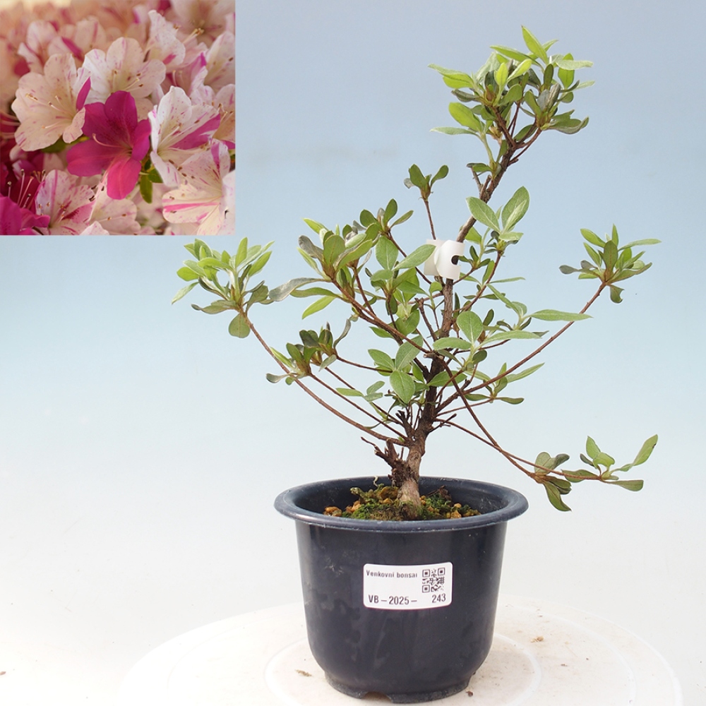 Bonsai im Freien - Japanische Azalee - Azalea Kaminojamakirin