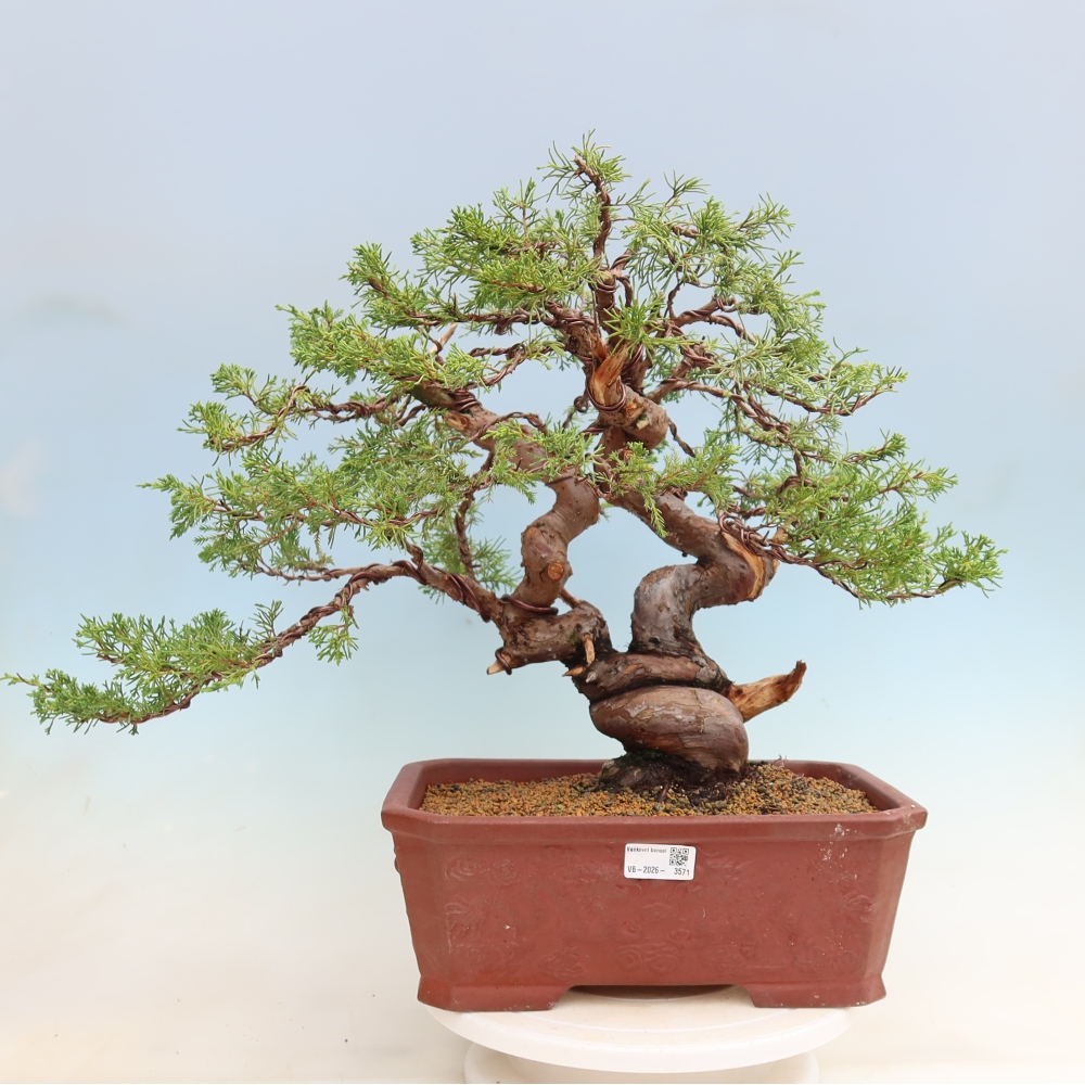 Bonsai für draußen - Juniperus chinensis Itoigawa-Juniperus chinensis