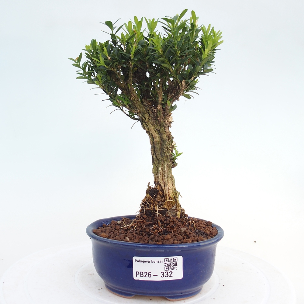 Zimmer Bonsai - Buxus harlandii - Korkbuxus