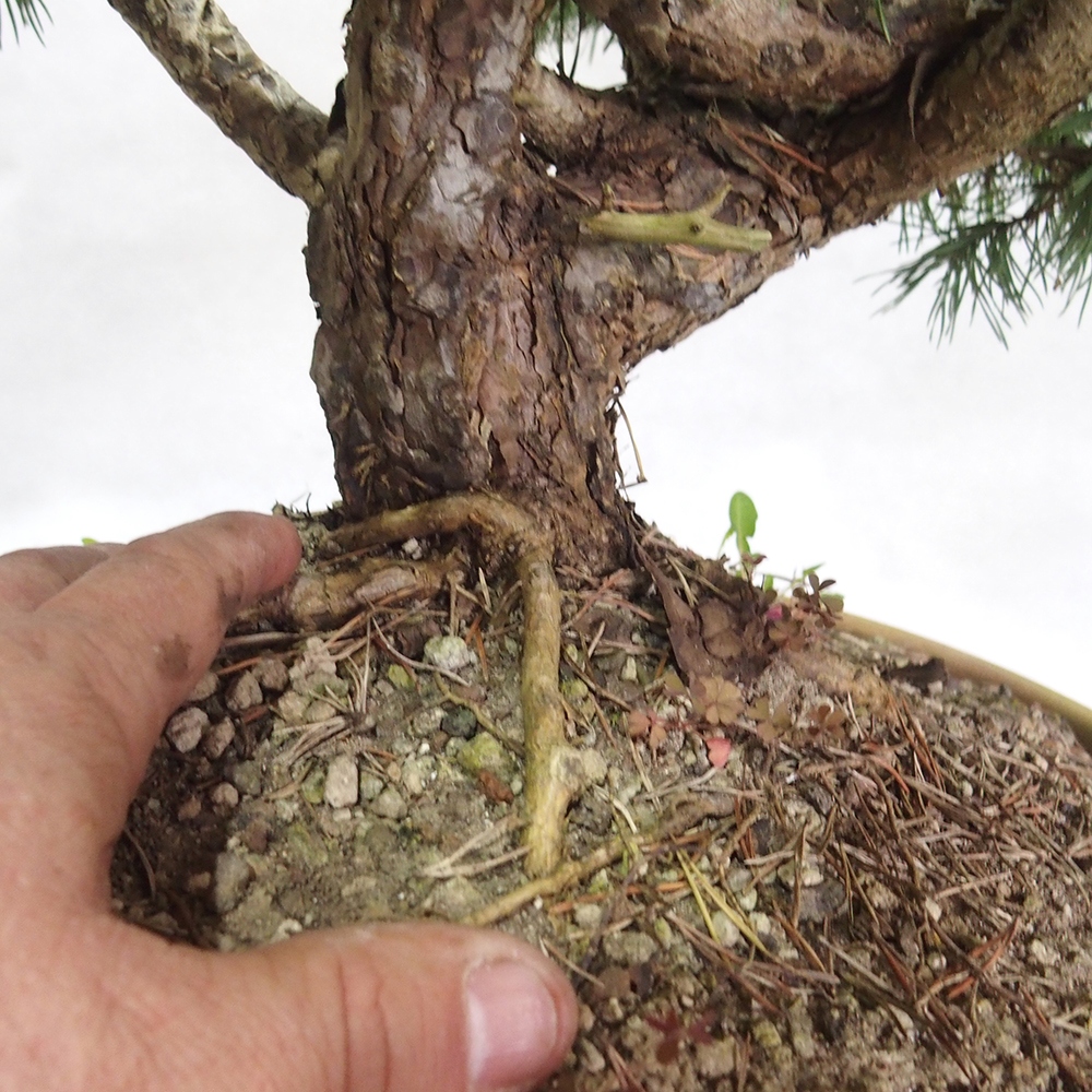 Yamadori - Pinus sylvestris 