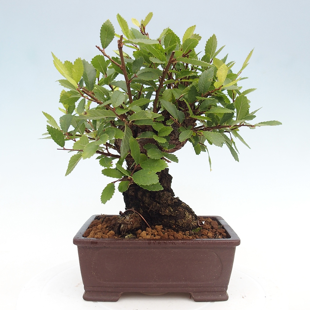 Bonsai im Freien - Zelkova - Zelkova serrata