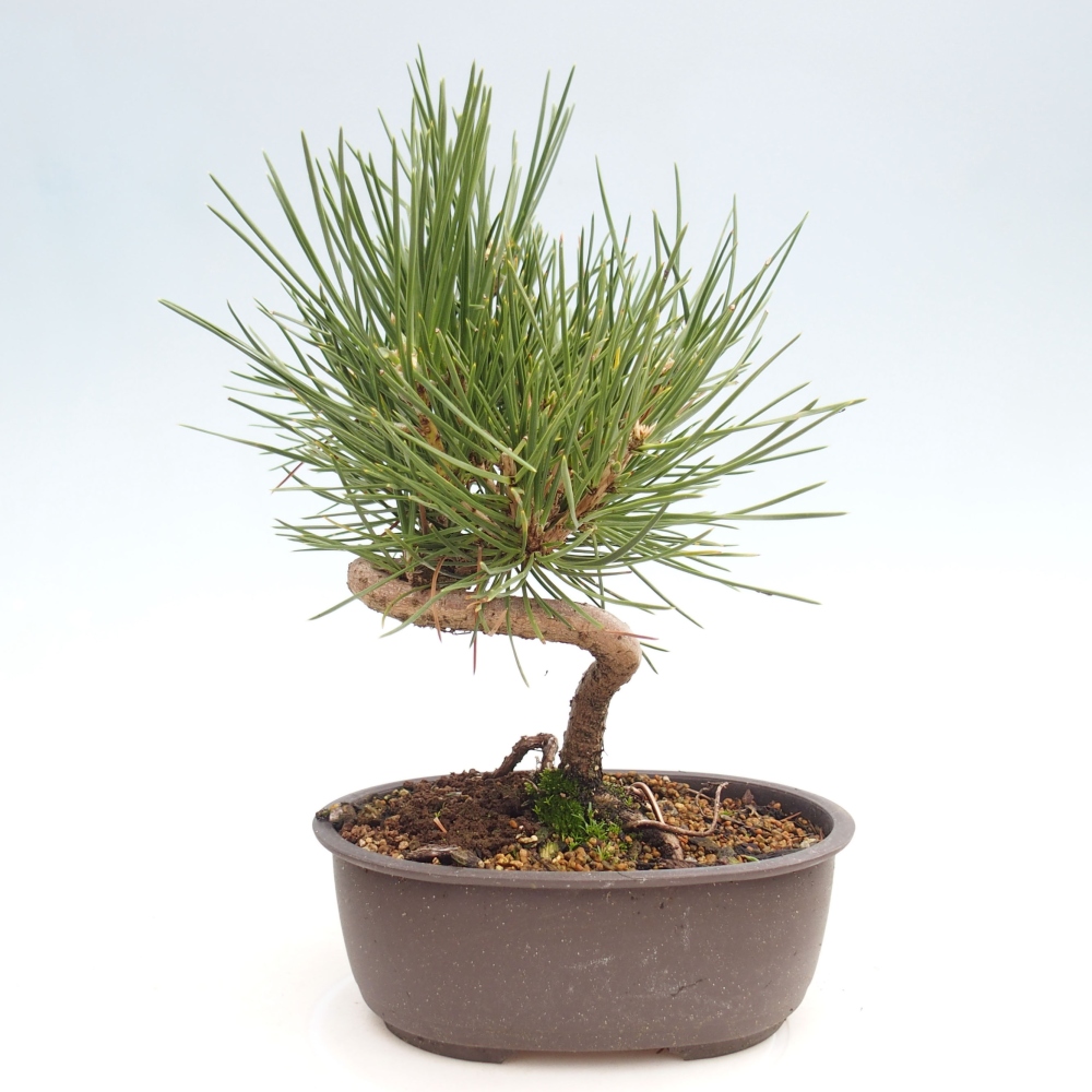Bonsai im Freien - Pinus thunbergii - Thunbergia-Kiefer