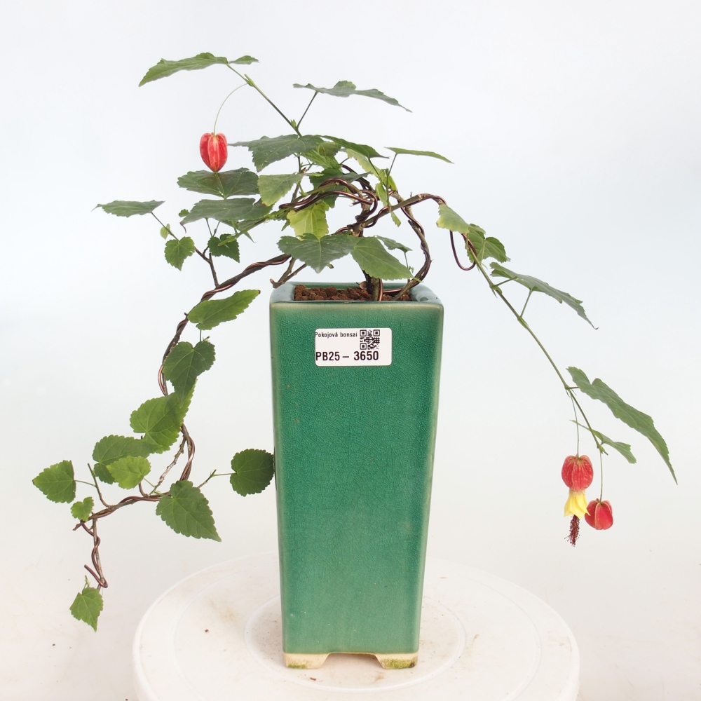 Zimmerbonsai - Abutilon Big Bell - Moltebeere