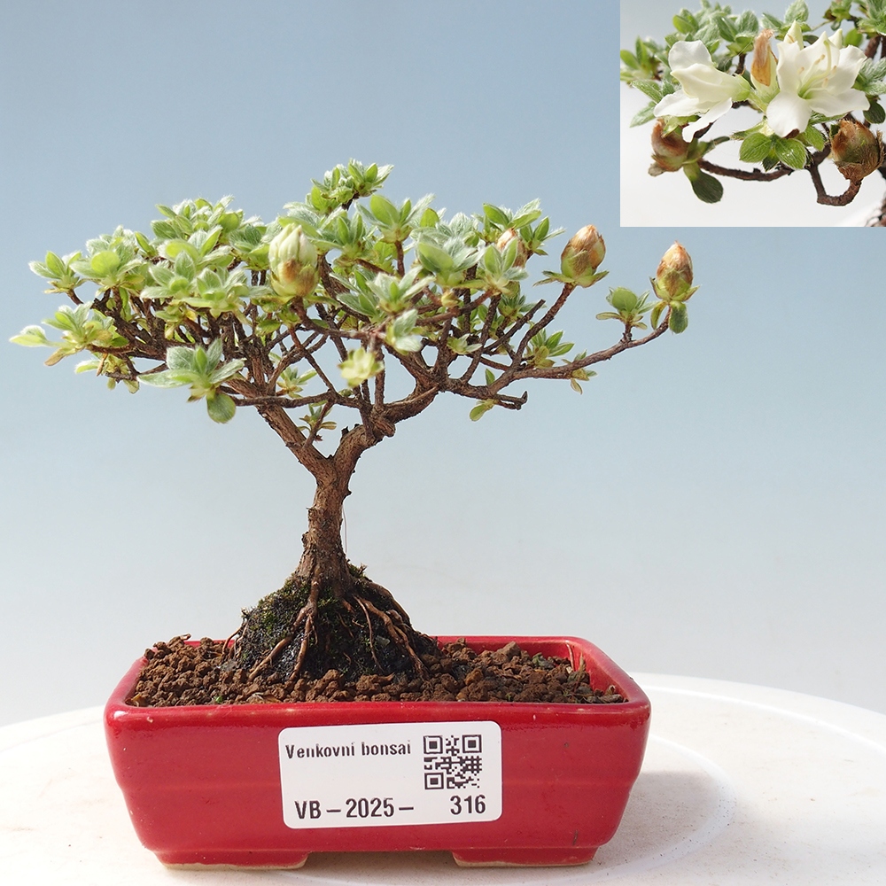Outdoor-Bonsai - Rododendron indicum - Japanische Azalee