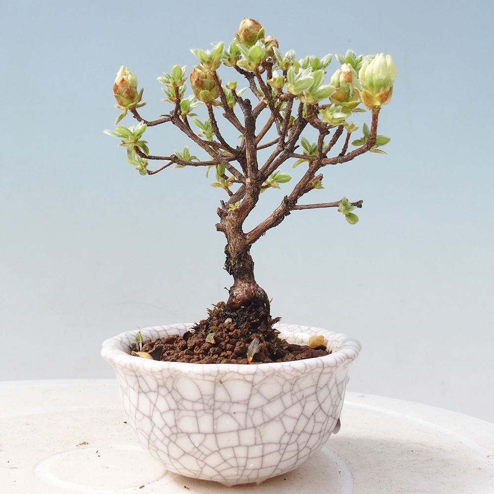Outdoor-Bonsai - Rododendron indicum - Japanische Azalee