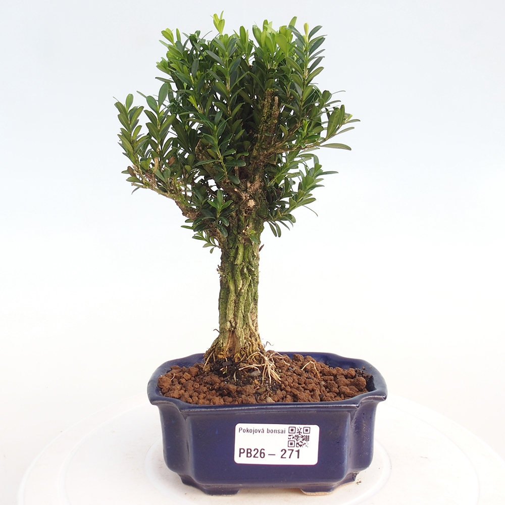 Zimmer Bonsai - Buxus harlandii - Korkbuxus