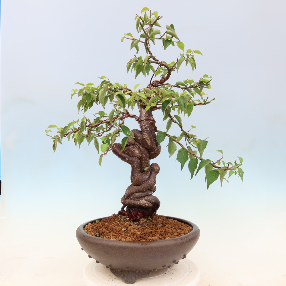 Bonsai für den Außenbereich – Japanischer Aprikosenbaum – Prunus Mume