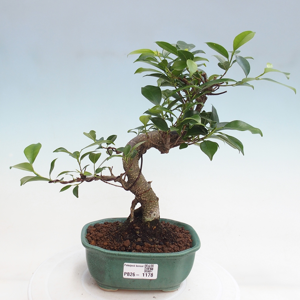 Zimmerbonsai - Ficus retusa - Kleinblättriger Ficus