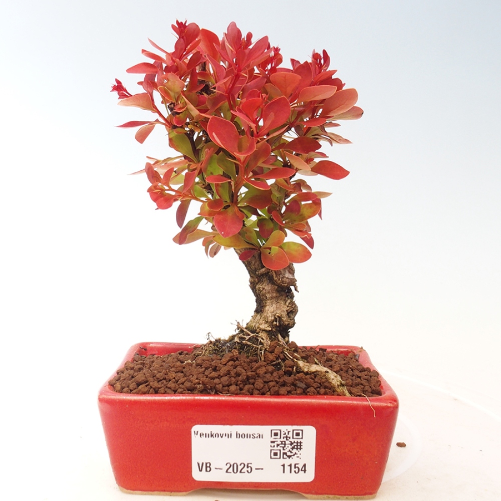Bonsai im Freien - Berberis thunbergii Kobold - Dřištál Thunberg's