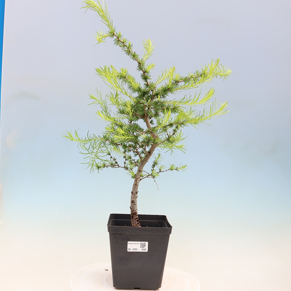 Bonsai für draußen -Larix decidua - Lärche