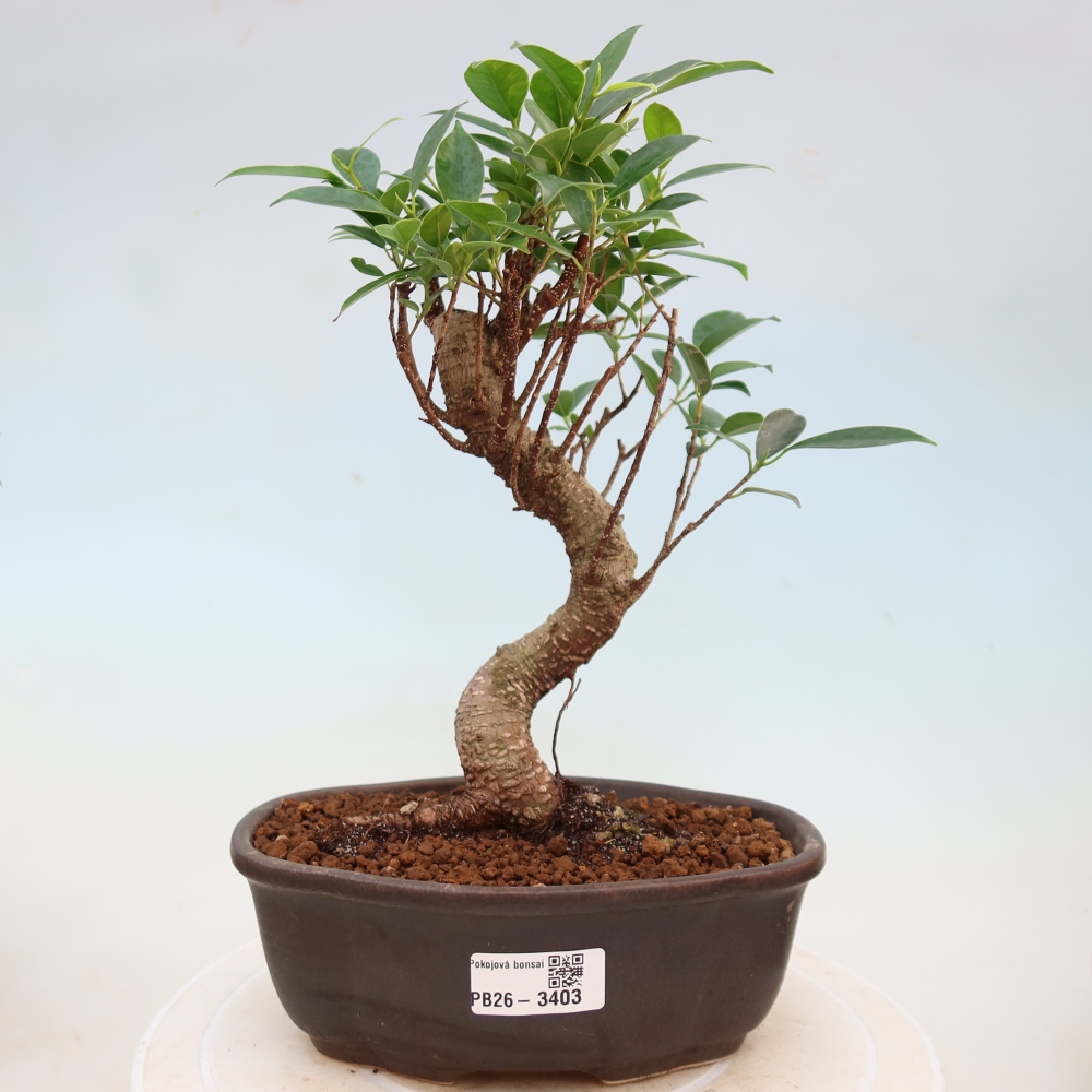 Zimmerbonsai - Ficus kimmen - Kleinblättriger Ficus