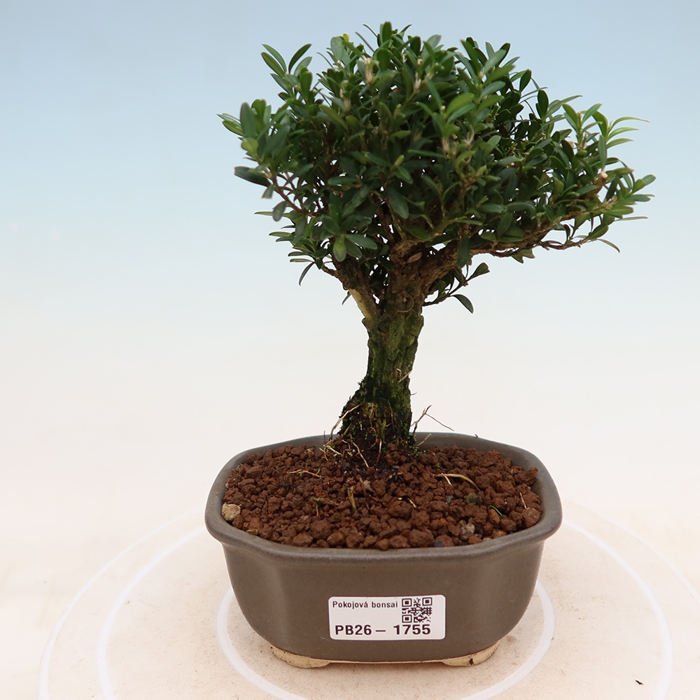 Zimmer Bonsai - Buxus harlandii - Korkbuxus